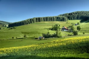 Jak wykorzystać żywe ściany (green wall) w outdoorowych reklamach — poradnik